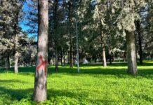 Villa comunale, partono i lavori: 161 nuovi alberi e 122 abbattimenti