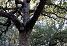 In Puglia riconosciuti 235 alberi monumentali, tre sono nel territorio di Andria