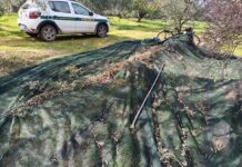 Sventati ad Andria 3 furti di olive: restituiti ai proprietari oltre 7 quintali di merce