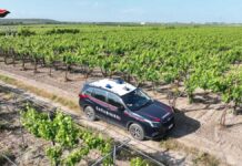 Rubano 15 quintali di uva, tre andriesi ai domiciliari dopo l’indagine dei Carabinieri di Trani