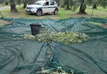 Andria, guardie campestri sventano furto di oltre 5 quintali di olive