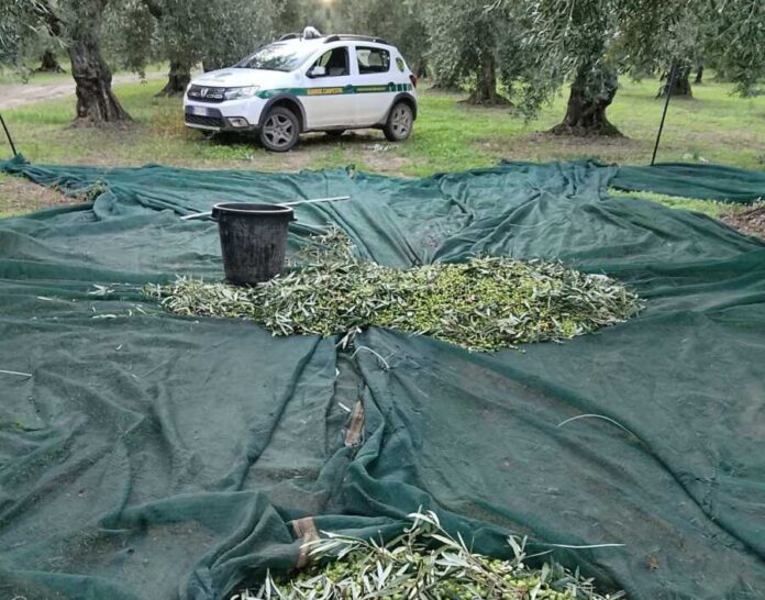 furto sventato di olive