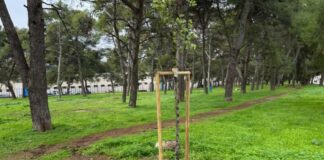 Avviate le gare per le nuove alberature in Villa Comunale e per il servizio di endoterapia in Pineta