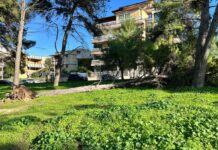 Cade un altro albero della pineta, tragedia sfiorata a pochi passi dal mercato