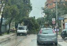Cade albero in via della Pineta: paura ad Andria