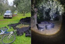 Le Guardie Campestri sventano tre furti di olive nelle campagne