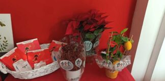 Al via la campagna natalizia AIL con la celebre Stella di Natale
