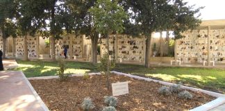 Un giovane carrubo e una targa commemorativa per il Giorno della Memoria