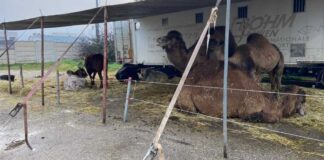 Circo, animali e scuola, la dirigente dell’IPSIA: «Aria acre e maleodorante di escrementi di animali»
