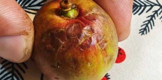 Nubifragio sulla BAT con grandine e pioggia: 41esimo evento estremo in Puglia nel 2026