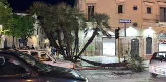 Cade una palma in pieno centro a Porta Castello