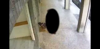 Inciviltà in via Firenze, le deiezioni canine restano sui marciapiedi
