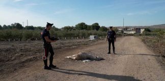 Asino trovato morto su strada di campagna: zampe legate e orecchio tranciato