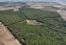 Il Comune di Andria non mette in sicurezza il bosco di Finizio e le strade rurali, i Forestali lo multano