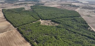 Il Comune di Andria non mette in sicurezza il bosco di Finizio e le strade rurali, i Forestali lo multano