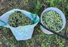 Le Guardie Campestri sventano un furto di olive in contrada “Tolonese”