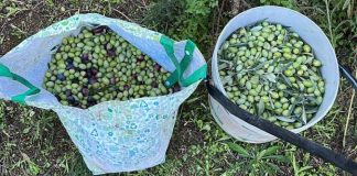 Le Guardie Campestri sventano un furto di olive in contrada “Tolonese”
