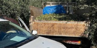 Altro furto di olive sventato ad Andria: recuperato camion con 15 quintali