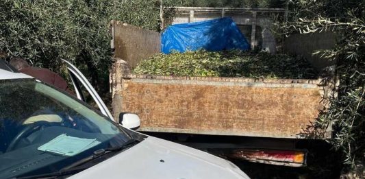 Altro furto di olive sventato ad Andria: recuperato camion con 15 quintali
