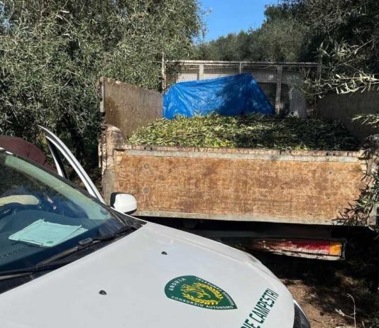 Altro furto di olive sventato ad Andria: recuperato camion con 15 quintali